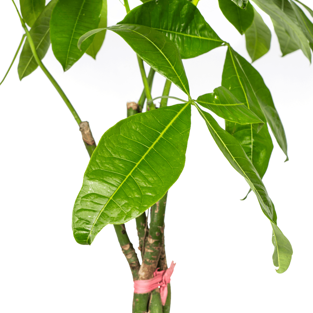 Pachira Aquatica inkl. Naturkorb – Höhe 120-140cm – Ø24cm – Geflochtener Geldbaum – Pflegeleichte luftreinigende Zimmerpflanze für Wohnzimmer & Büro – Plant