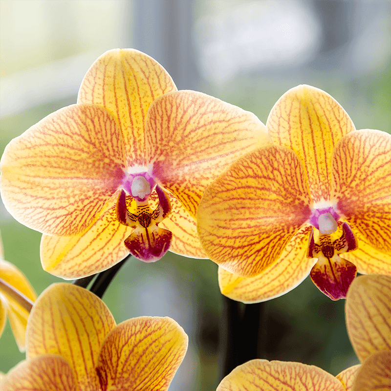 Phalaenopsis Orchidee Sunny Bunny – Ø12cm – Gelb – Rosa blühende Zimmerpflanze – Niagara Fall Kollektion – Blühende Orchidee frisch vom Züchter – Plant