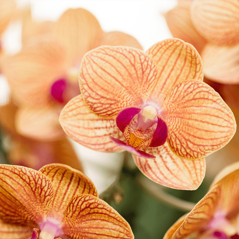 Pflanzenset Poppy Orange – Orange Phalaenopsis Orchidee Jamaica & Stapelia Sukkulente – Inklusive dekorative Keramiktöpfe – 2-Set Zimmerpflanzen – Farbe & Stil für Zuhause – Plant