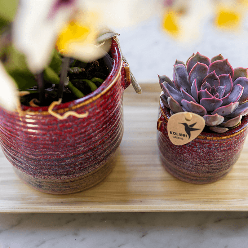 Geschenkset Aura – Rosa Phalaenopsis Orchidee Congo & Grünpflanze – Dekoset mit 2 Aura Ziertöpfen & Bambustablett – Stilvolle Pflanzen