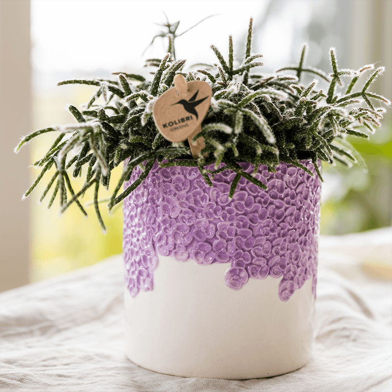Pflanzenset 3 Pflanzen – violette Vienna Orchidee + 2 Grünpflanzen inkl. Übertöpfe – Töpfe 6cm, 9cm, 12cm – blühende Zimmerpflanze frisch vom Züchter