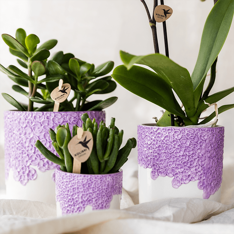Violette Vienna Orchidee im Bloom Übertopf Ø9cm – blühende Zimmerpflanze frisch vom Züchter – kompakte Orchidee mit 2-3 kräftigen Stielen