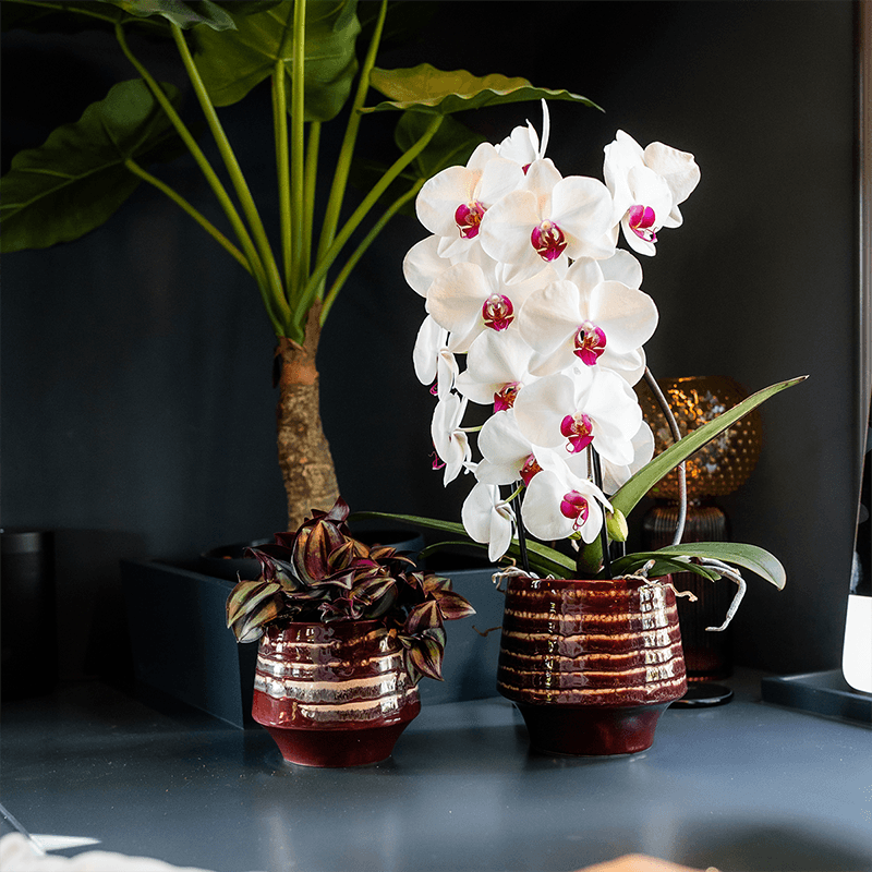 Übertopf Moonstone Burgundy Ø12cm – eleganter Keramik Blumentopf in Burgundrot – fein geschichtete Glasur mit dezentem Glanz – Pot