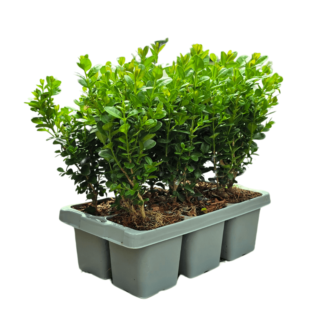 Buchsbaum – Buxus NewGen Freedom – ca. 15cm hoch – Ø7cm – kompakter, winterharter Strauch – resistent gegen Zünsler & Pilzkrankheiten – Plant