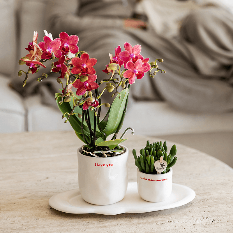 Ziertopf I Love You – Ø9cm – Weißer Keramiktopf mit rotem Schriftzug – Romantischer Blumentopf als Geschenkidee – Plant