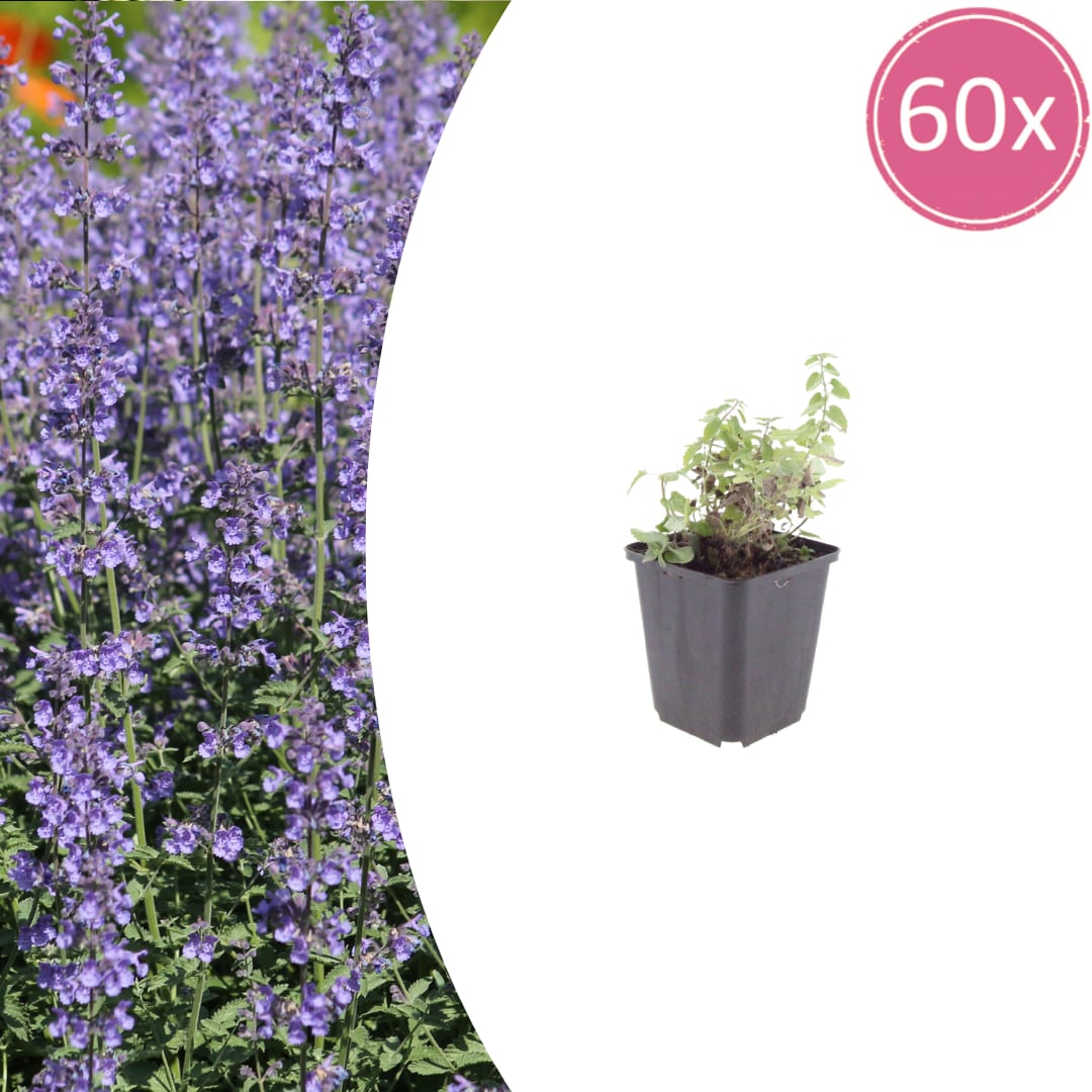 Nepeta Grol Katzenminze – Ø9cm – Höhe 10-25cm – Blauviolett blühende Staude – Bienenfreundlich – Für Beet, Rabatte & Steingarten
