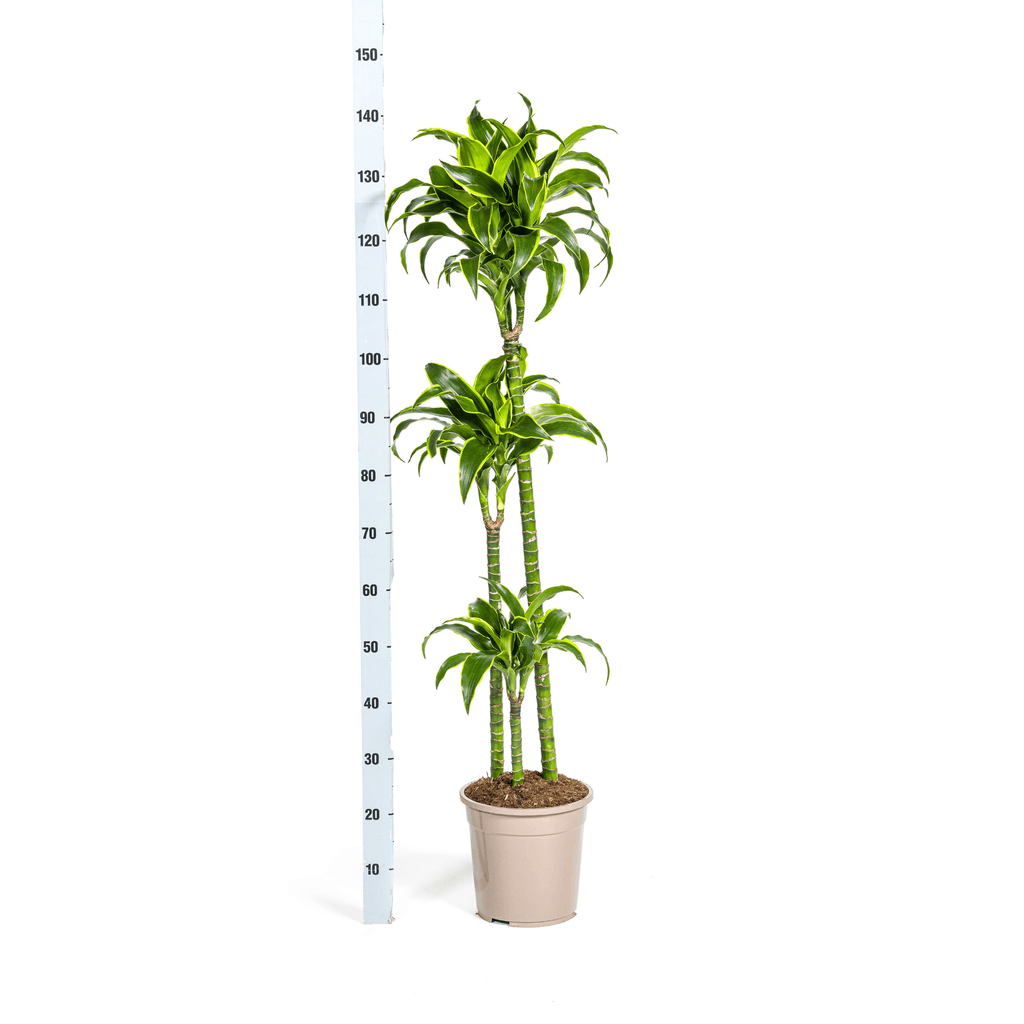 Dracaena Deremensis Dorado inkl. Naturkorb – Höhe 120-140cm – Ø24cm – Pflegeleichte & luftreinigende Zimmerpflanze – Plant