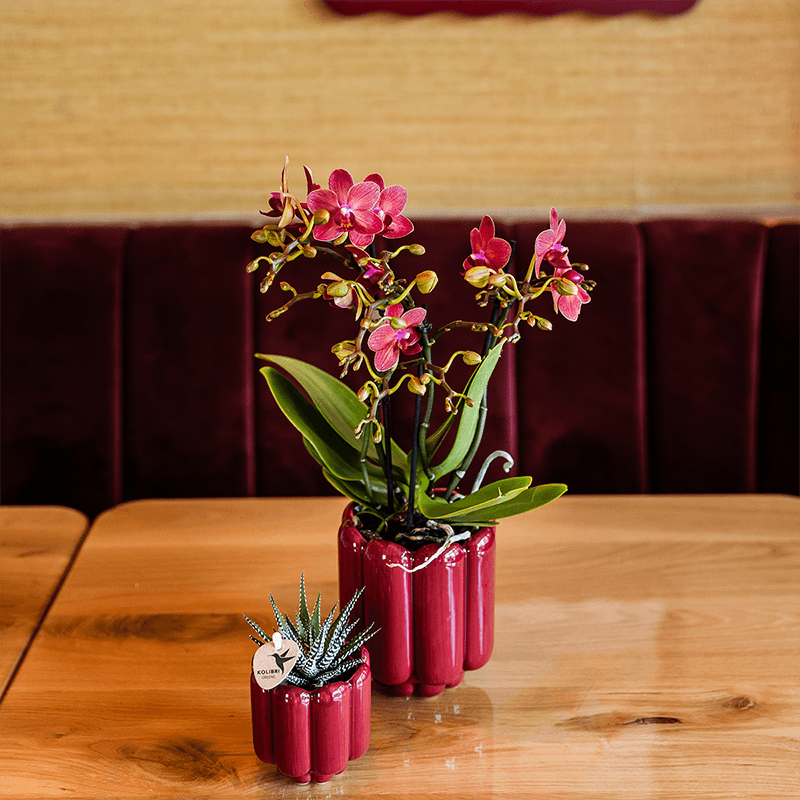 Rote Congo Orchidee im Retro Übertopf rot Ø9cm – blühende Zimmerpflanze frisch vom Züchter – glänzender 70er – Look Ziertopf mit abgerundetem Design