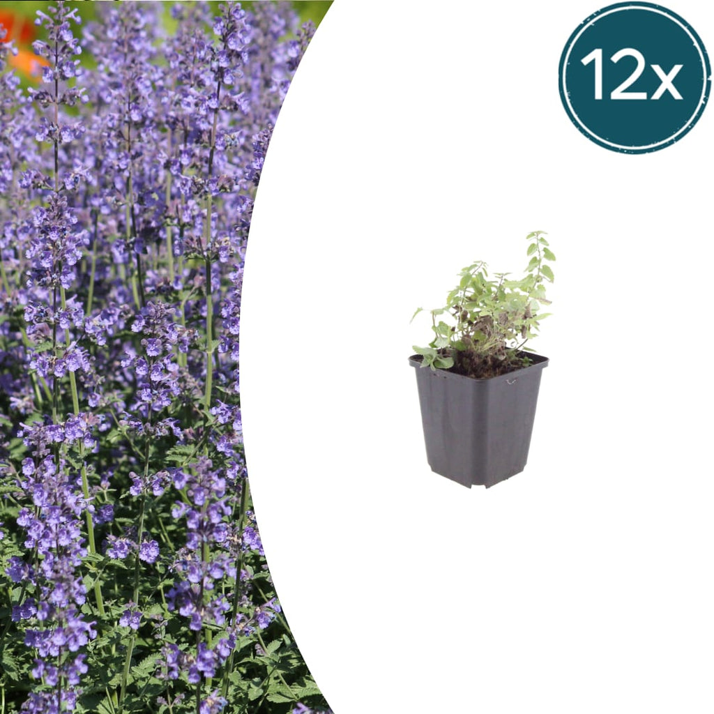 Nepeta Grol Katzenminze – Ø9cm – Höhe 10-25cm – Blauviolett blühende Staude – Bienenfreundlich – Für Beet, Rabatte & Steingarten
