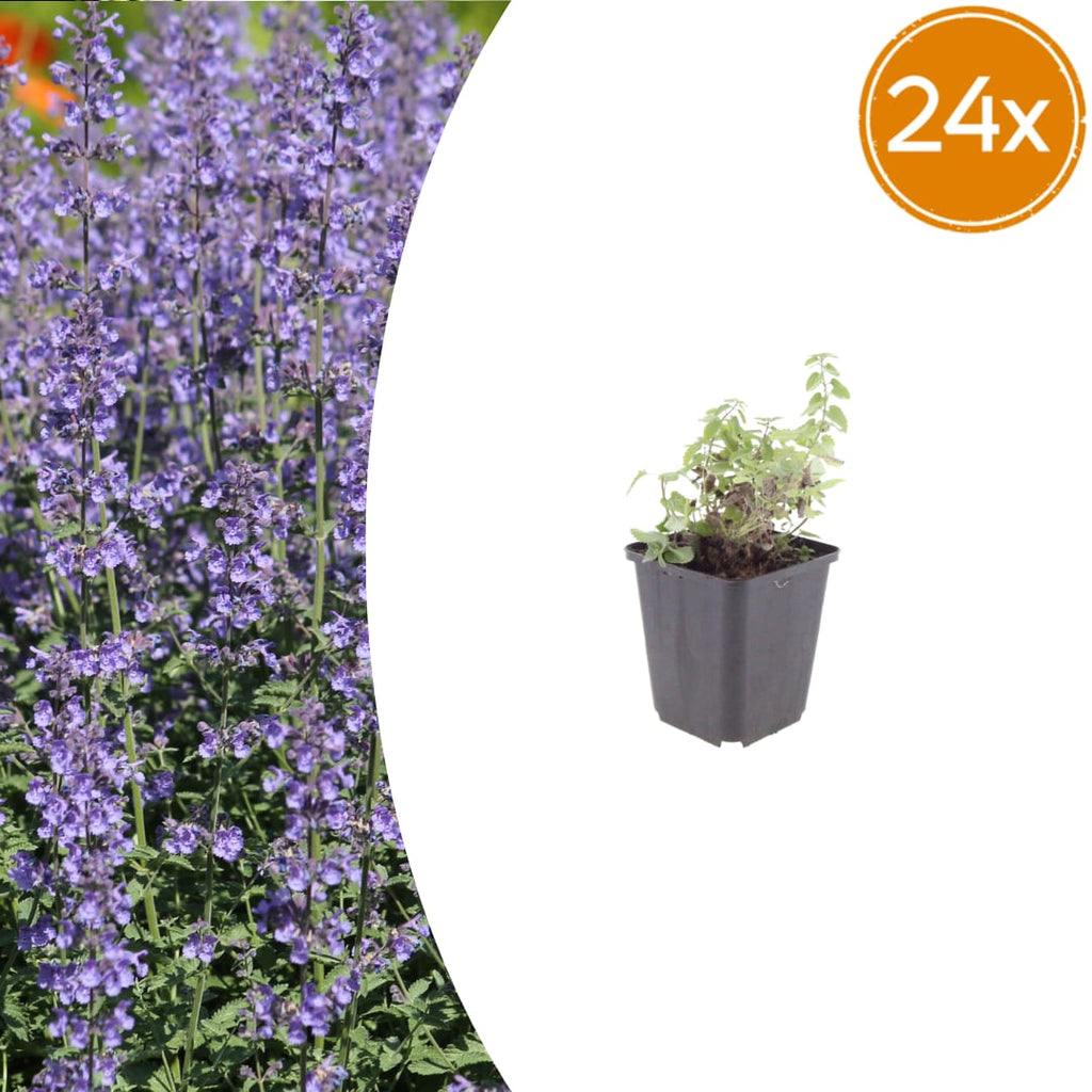 Nepeta Grol Katzenminze – Ø9cm – Höhe 10-25cm – Blauviolett blühende Staude – Bienenfreundlich – Für Beet, Rabatte & Steingarten