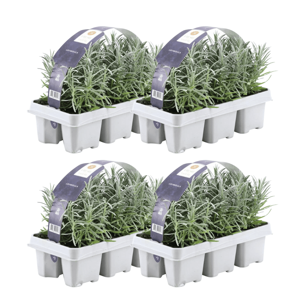 Echter Lavendel – Lavandula angustifolia – 24 Pflanzen – Ø7cm – ↕15cm – Winterhart – duftende Lavendelpflanze für Garten, Balkon & Terrasse – Plant