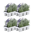 Echter Lavendel – Lavandula angustifolia – 24 Pflanzen – Ø7cm – ↕15cm – Winterhart – duftende Lavendelpflanze für Garten, Balkon & Terrasse – Plant