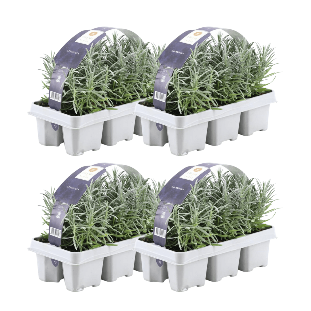 Echter Lavendel – Lavandula angustifolia – 24 Pflanzen – Ø7cm – ↕15cm – Winterhart – duftende Lavendelpflanze für Garten, Balkon & Terrasse – Plant