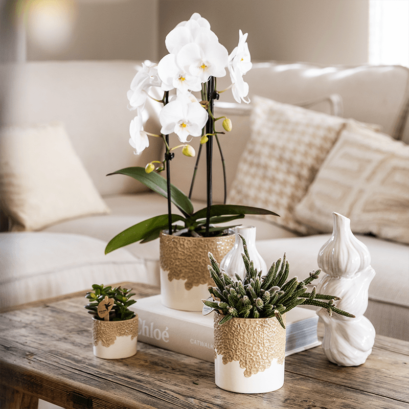 Ziertopf Bloom Sand Ø9cm – Dekotopf in Sandton mit Blütenrelief am Rand – kleiner Übertopf für Zimmerpflanzen, Ableger & Kräuter – Pot