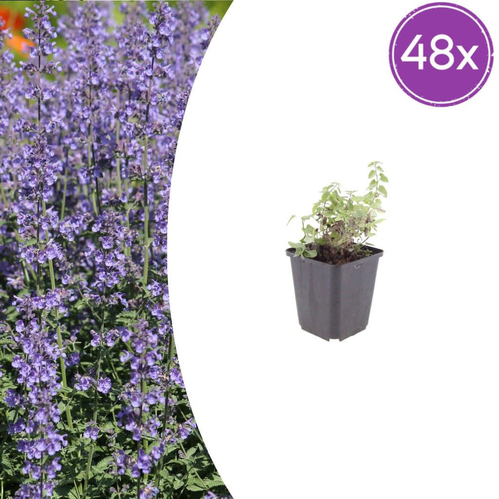 Nepeta Grol Katzenminze – Ø9cm – Höhe 10-25cm – Blauviolett blühende Staude – Bienenfreundlich – Für Beet, Rabatte & Steingarten