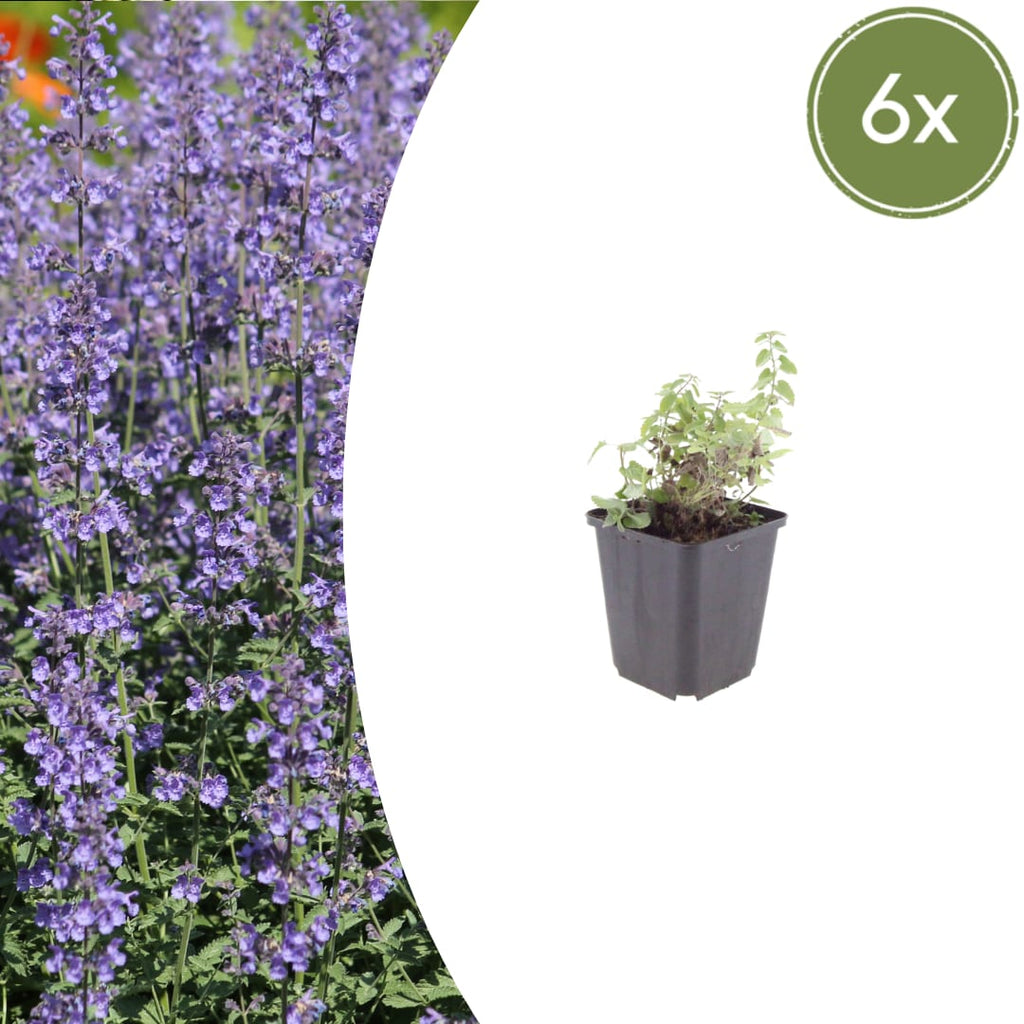 Nepeta Grol Katzenminze – Ø9cm – Höhe 10-25cm – Blauviolett blühende Staude – Bienenfreundlich – Für Beet, Rabatte & Steingarten