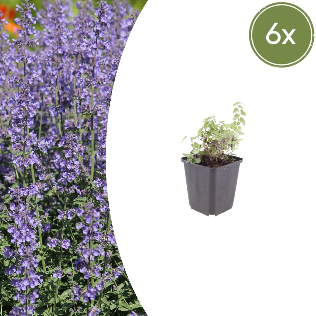 Nepeta Grol Katzenminze – Ø9cm – Höhe 10-25cm – Blauviolett blühende Staude – Bienenfreundlich – Für Beet, Rabatte & Steingarten