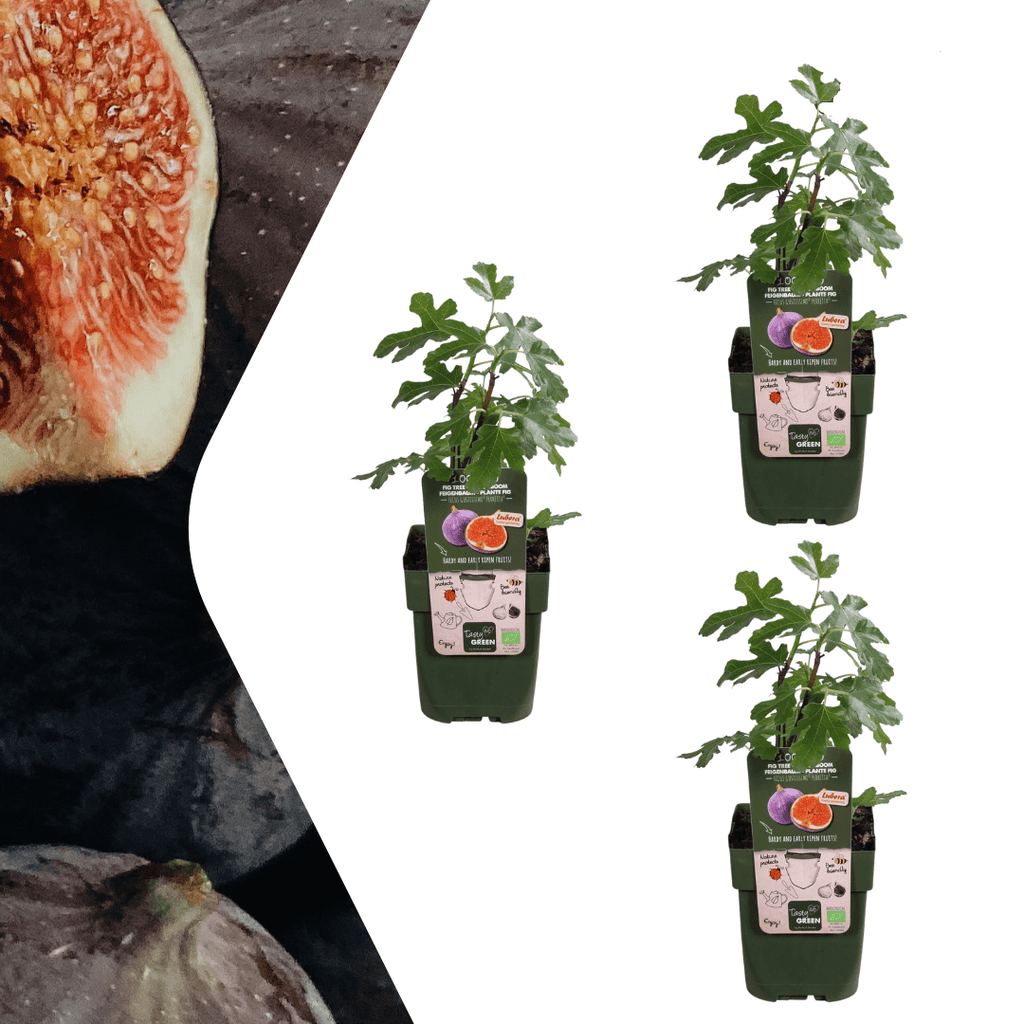 Bio Feigenbaum – Ficus carica – Ø13cm x H20cm – Selbst Früchte ziehen – Mediterranes Gartenhighlight – Frostbeständig & Pflegeleicht – Plant