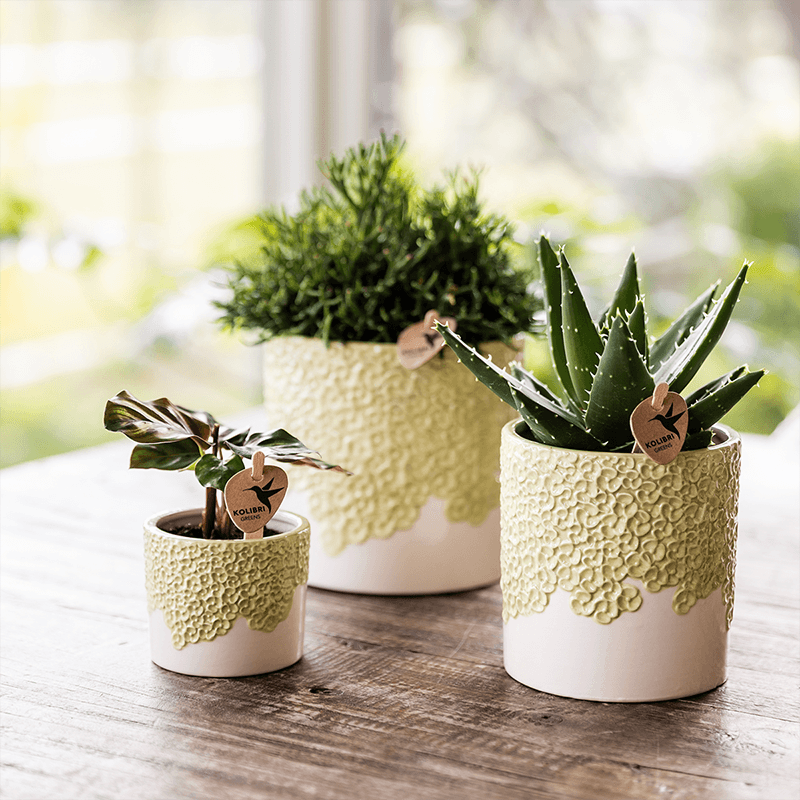 Ziertopf Bloom Green Ø9cm – Dekotopf in sanftem Grün mit Blütenrelief am Rand – kleiner Übertopf für Zimmerpflanzen, Ableger & Kräuter – Pot