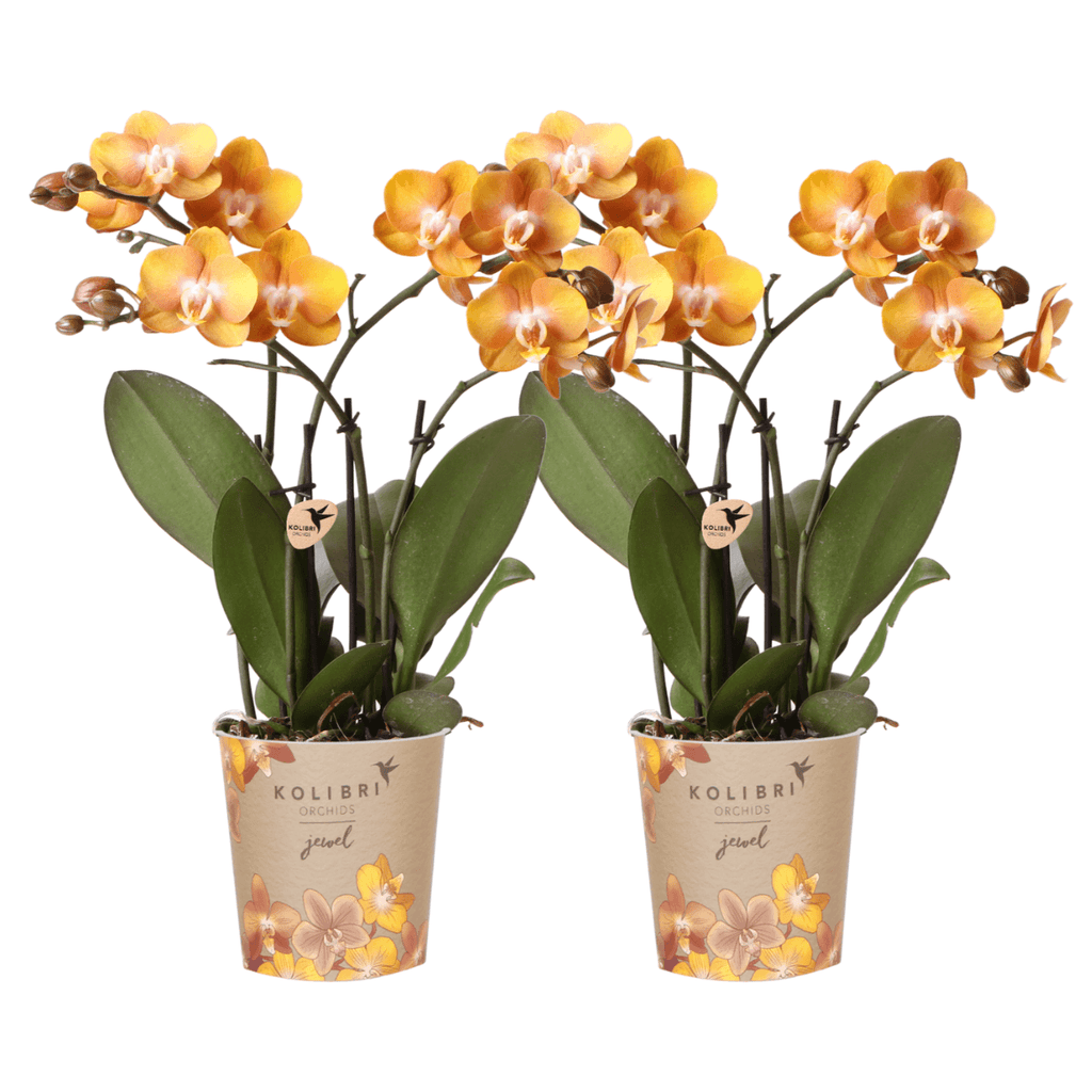 Phalaenopsis-Orchidee Las Vegas – Orange – Ø12cm – Zimmerpflanze mit 3-4 Blütenstielen – Edle Multiflora-Orchidee für Wohnung & Büro – Plant
