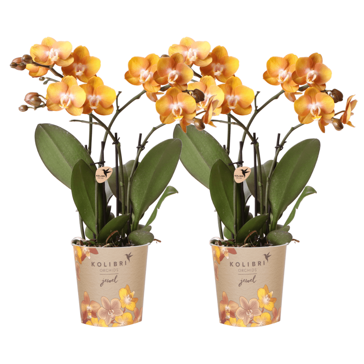 Phalaenopsis-Orchidee Las Vegas – Orange – Ø12cm – Zimmerpflanze mit 3-4 Blütenstielen – Edle Multiflora-Orchidee für Wohnung & Büro – Plant