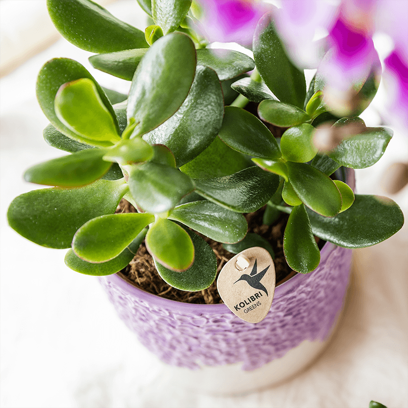 Pflanzenset 3 Pflanzen – violette Vienna Orchidee + 2 Grünpflanzen inkl. Übertöpfe – Töpfe 6cm, 9cm, 12cm – blühende Zimmerpflanze frisch vom Züchter