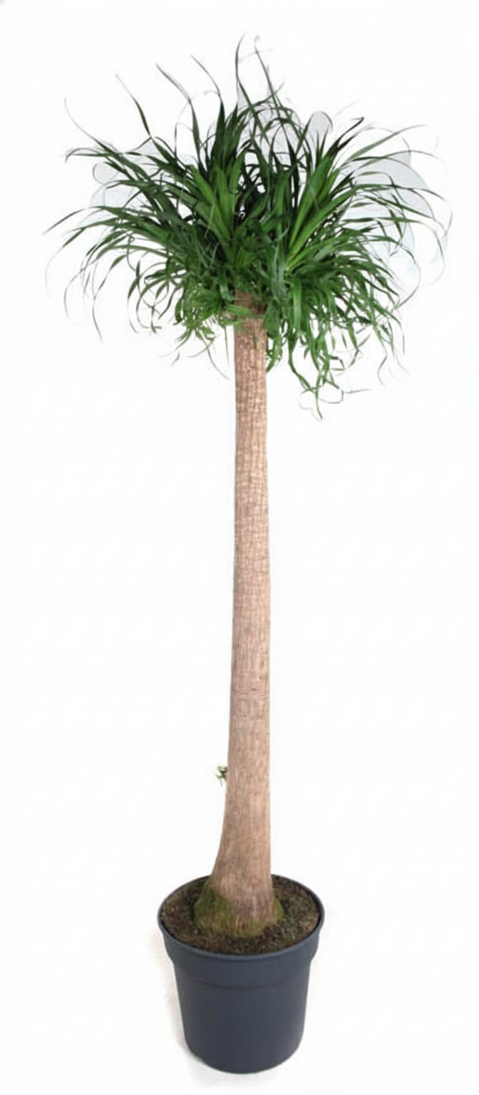 Beaucarnea XXL – ca.180-200cm Zimmerpflanze – Elefantenfuß mit markantem Stamm – Exklusive Großpflanze für Wohnzimmer Büro & Empfangsbereiche