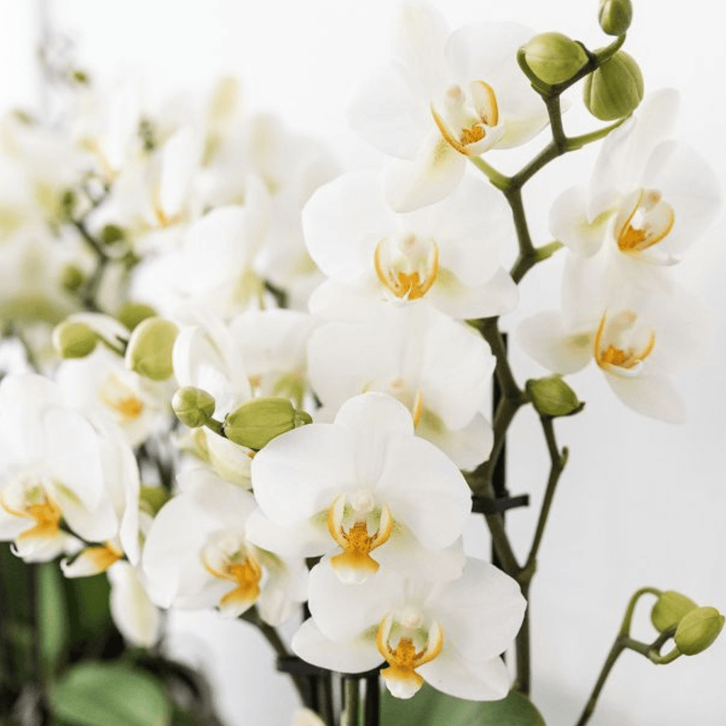 Pflanzenset Mediterranean Sunset – Weiße Phalaenopsis Orchidee Lausanne & Sukkulenten – 3 Pflanzen mit Keramik – Ziertöpfen – Inklusive Tablett – Plant