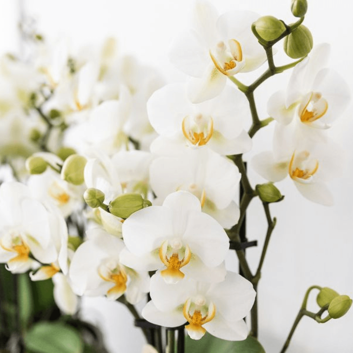 Pflanzenset Mediterranean Sunset – Weiße Phalaenopsis Orchidee Lausanne & Sukkulenten – 3 Pflanzen mit Keramik – Ziertöpfen – Inklusive Tablett – Plant