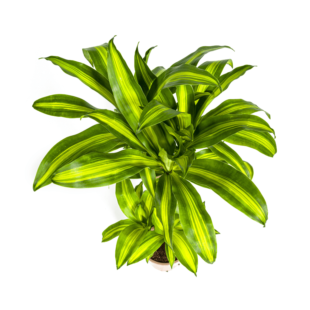 Drachenbaum – Dracaena Fragrans Massangeana – Zimmerpflanze – Tropisches Flair – Luftreinigend – Ø21cm – Höhe 90-110cm – Pflegeleicht – Plant