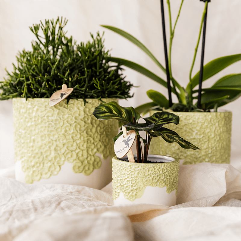 Ziertopf Bloom Green – Dekorativer Blumentopf Ø12cm – Übertopf mit Blütenstruktur – Design Pflanztopf in Grün für Zimmerpflanzen Kräuter & Deko – Pot