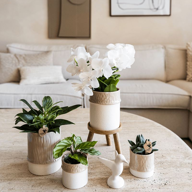 Übertopf Tree sand Ø6cm – Mini Blumentopf mit Struktur – neutraler Keramik – Übertopf für kleine Zimmerpflanzen, Orchideen & Sukkulenten – Pot