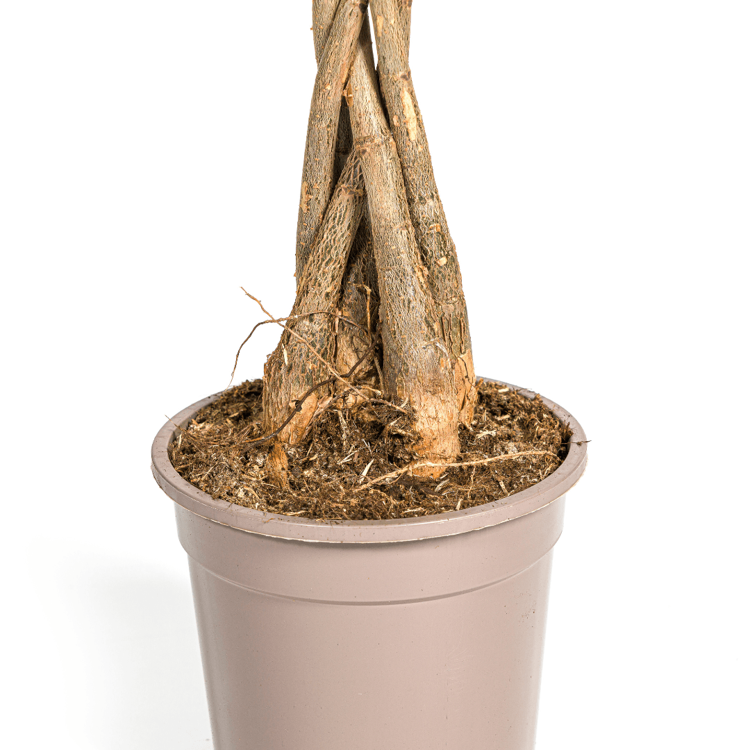 Glückskastanie Pachira Aquatica – Zimmerpflanze – Ø19cm – 70-90cm hoch – Geflochtener Stamm – Exotisch & pflegeleicht – Plant