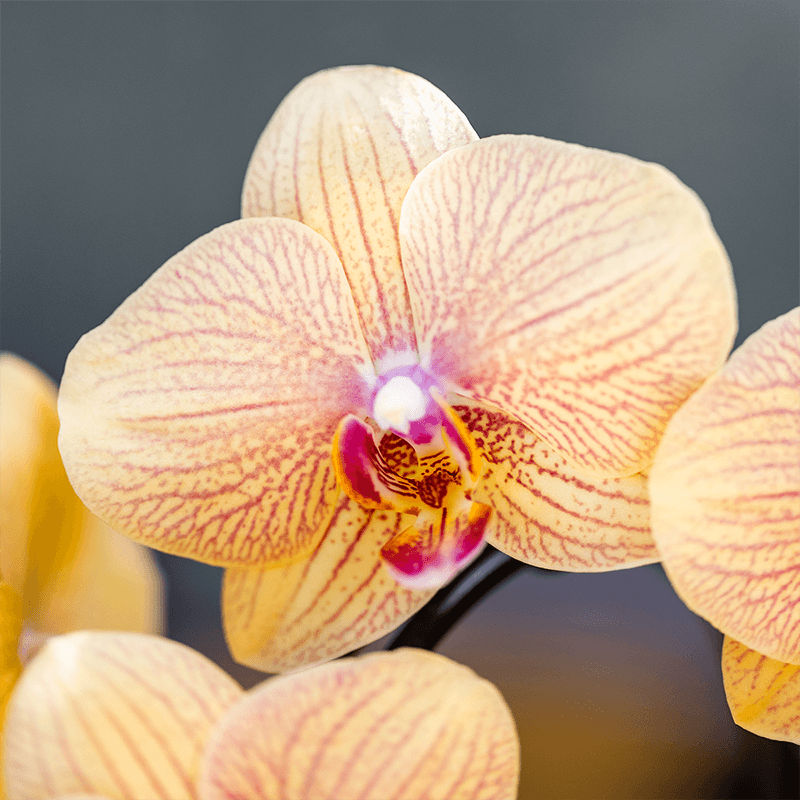 Orchidee gelb/rosa Sunny Bunny im Retro Übertopf ocker Ø12cm – blühende Zimmerpflanze frisch vom Züchter – warmer 70er – Look Ziertopf