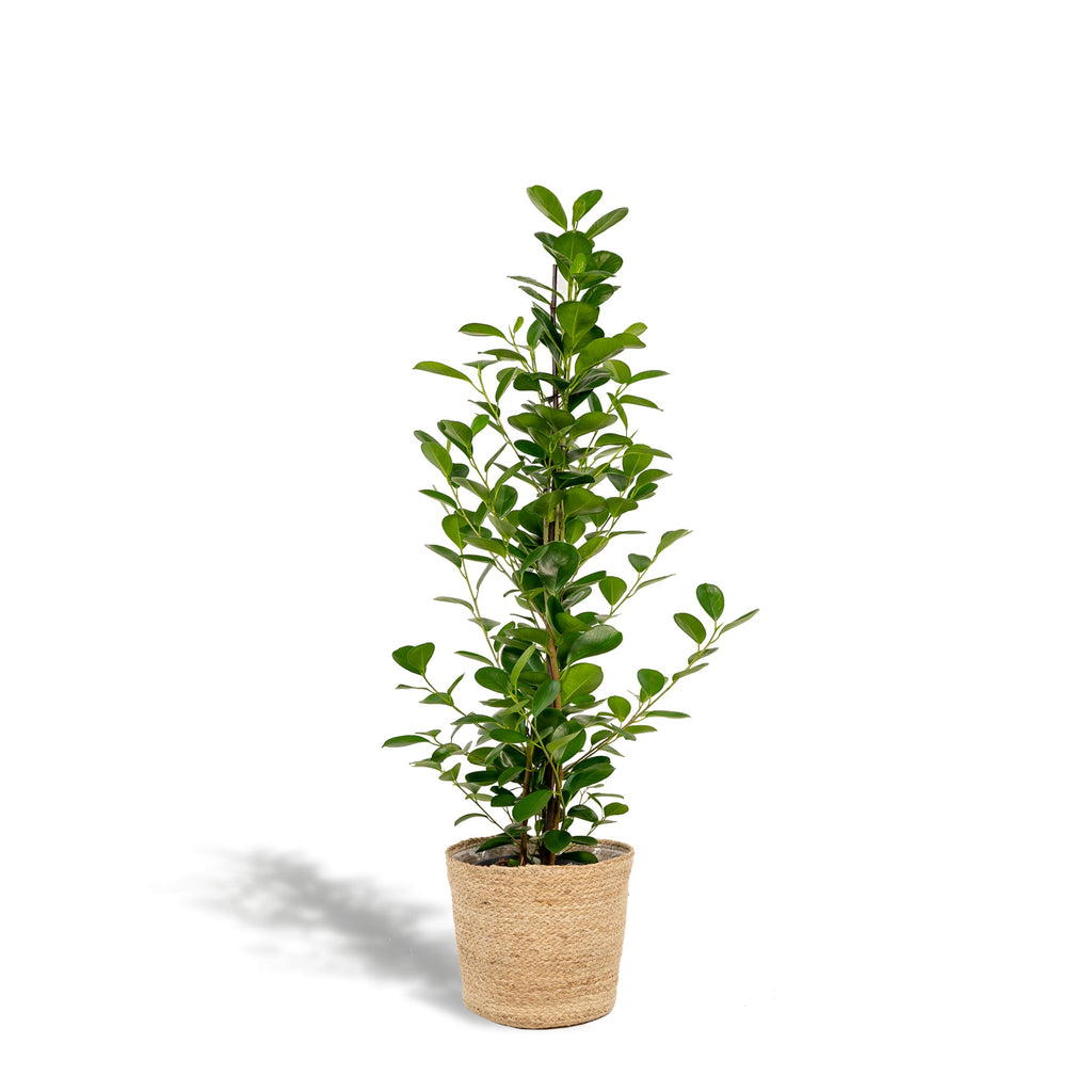 Ficus microcarpa Moclame – Ø21cm – ↕95cm inkl. Naturkorb – Pflegeleichte luftreinigende Zimmerpflanze – Edle Ficus – für Zimmer & Büro – Plant