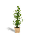 Ficus microcarpa Moclame – Ø21cm – ↕95cm inkl. Naturkorb – Pflegeleichte luftreinigende Zimmerpflanze – Edle Ficus – für Zimmer & Büro – Plant