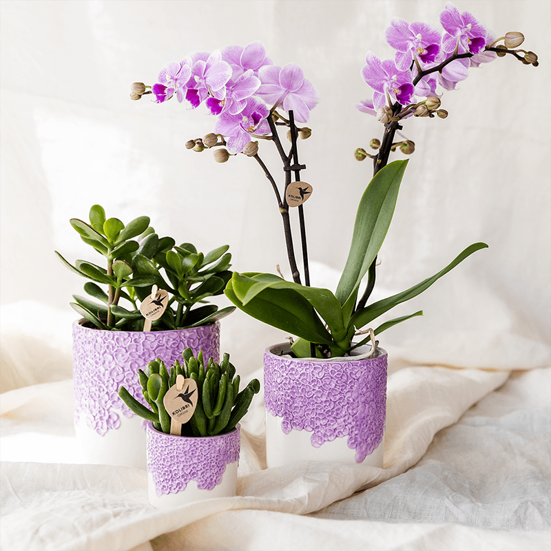 Ziertopf Bloom Lila – Blumentopf Ø12cm – Eleganter Übertopf mit Blütenstruktur – Design Pflanztopf in Violett für Zimmerpflanzen Kräuter & Deko – Pot