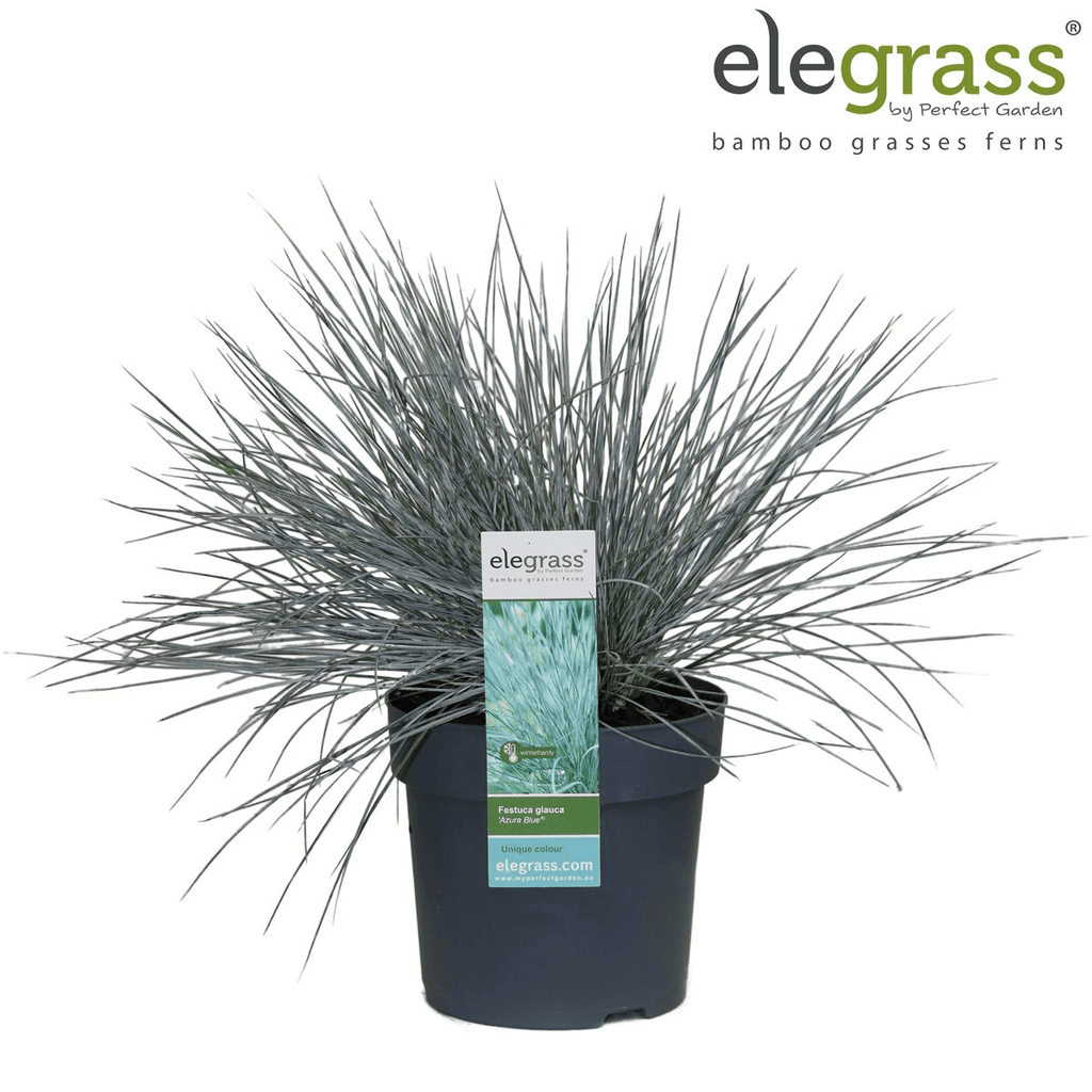 Blauschwingel Festuca glauca Azura Blue Ø14cm – Höhe ca.30cm – silberblaues Ziergras winterhart & immergrün – Plant