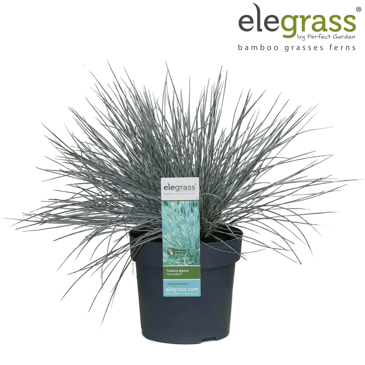 Blauschwingel Festuca glauca Azura Blue Ø14cm – Höhe ca.30cm – silberblaues Ziergras winterhart & immergrün – Plant