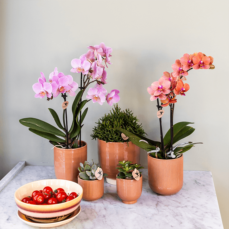 Phalaenopsis Orchideen Treviso – altrosa Blüten – Ø9cm – Blühende Zimmerpflanzen – Frisch vom Züchter – Elegante Deko & Geschenkidee – Plant