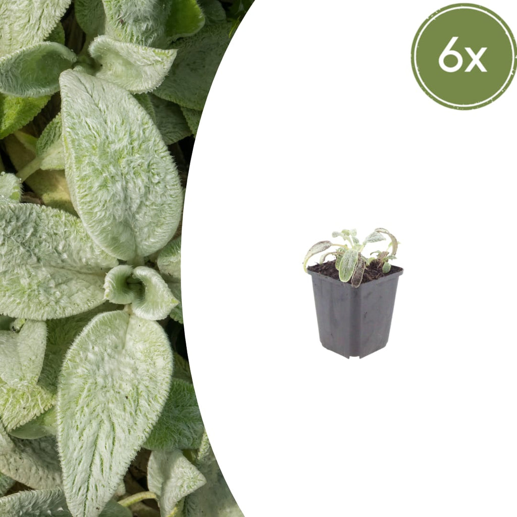 Stachys byzantina Silver Carpet – Ø9cm – Höhe 10-25cm – Winterharte Bodendecker Staude – Silberlaub