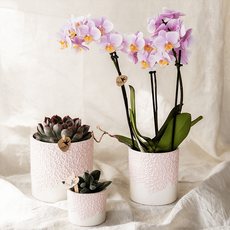Ziertopf Bloom Pink – Blumentopf Ø12cm – Romantischer Übertopf mit Blütenstruktur – Design Pflanztopf für Zimmerpflanzen Sukkulenten & Deko