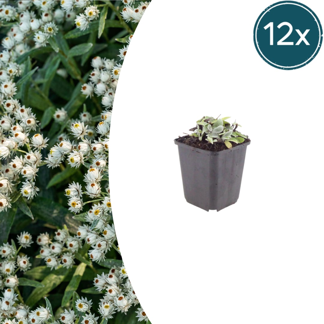 Perlkörbchen Anaphalis triplinervis – Silberstaude mit weißen Blüten – 10-25cm – Ø9cm – Winterharte Staude für sonnige Beete & Steingarten