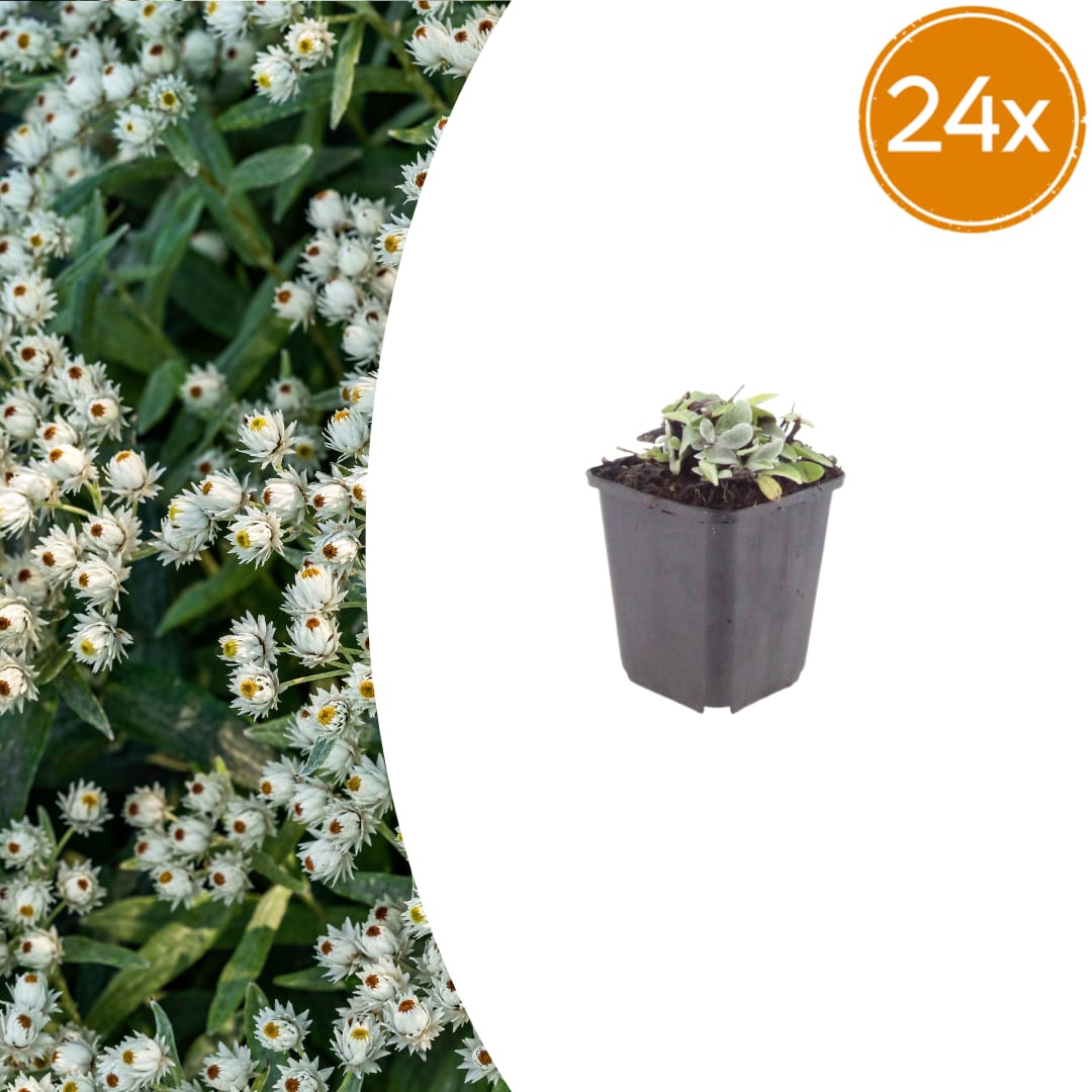 Perlkörbchen Anaphalis triplinervis – Silberstaude mit weißen Blüten – 10-25cm – Ø9cm – Winterharte Staude für sonnige Beete & Steingarten
