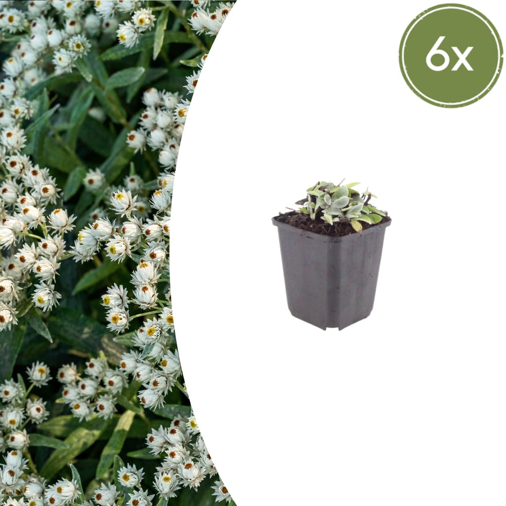 Perlkörbchen Anaphalis triplinervis – Silberstaude mit weißen Blüten – 10-25cm – Ø9cm – Winterharte Staude für sonnige Beete & Steingarten