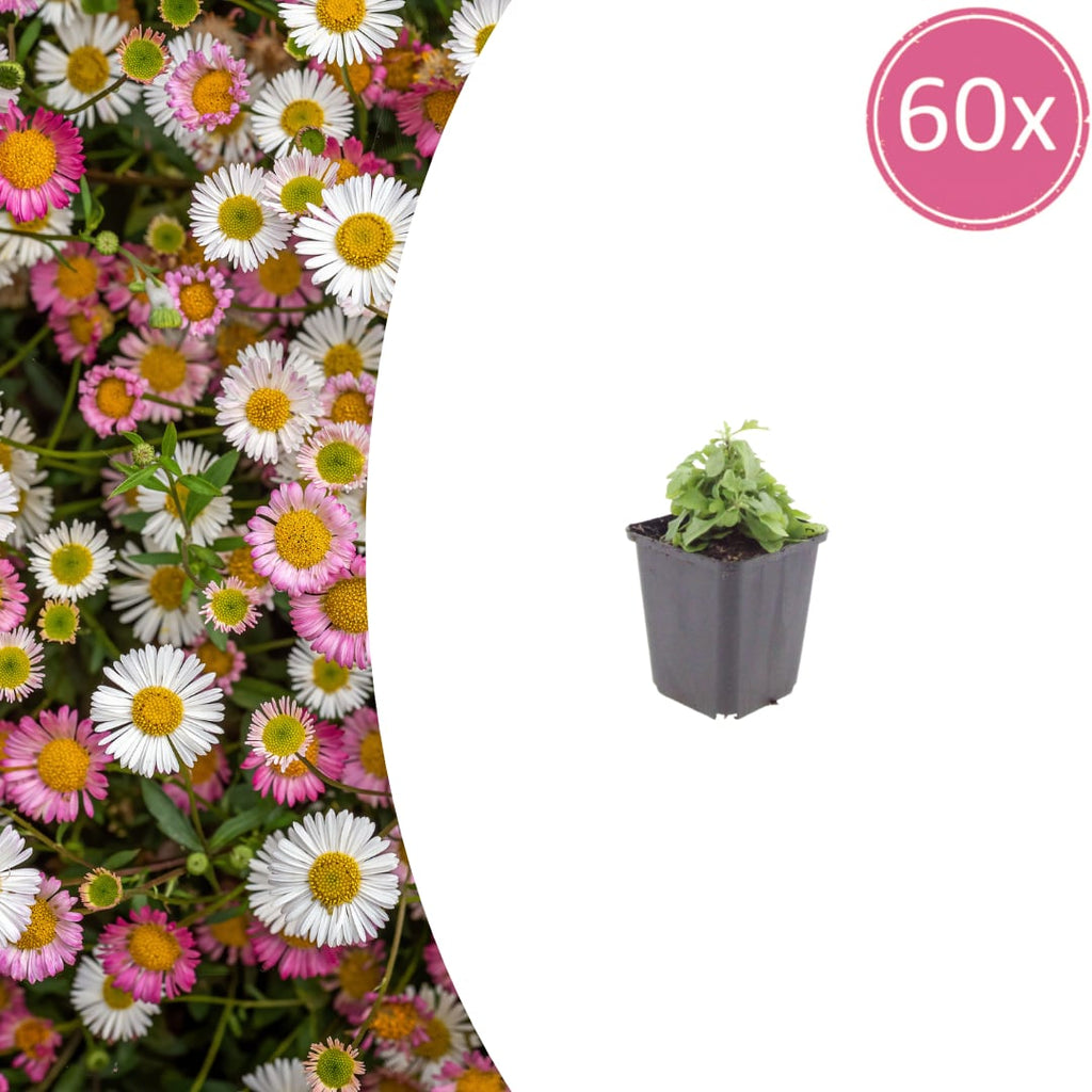 Gänseblümchen Erigeron karvinskianus – 10-25cm – Ø9cm – Langblühende Bodendecker Staude – Blühpflanze für Beet, Mauer & Balkon