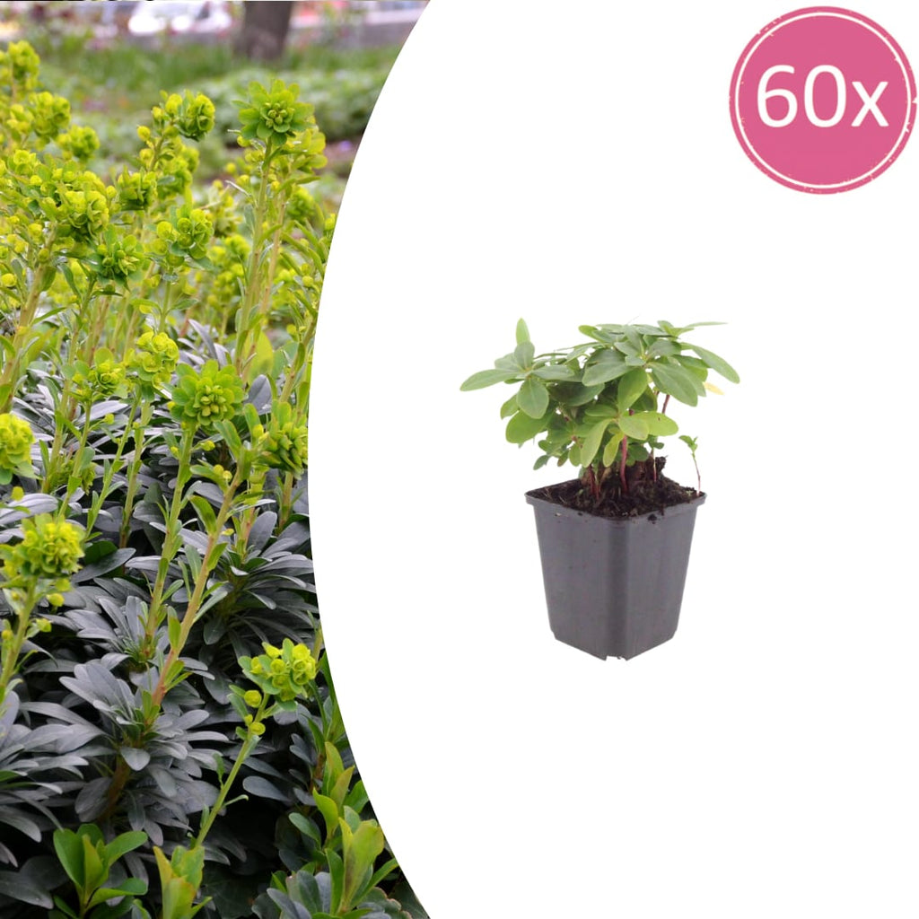 Euphorbia amygdaloides Robbiae – Ø9cm – Höhe10-25cm – Immergrüner Bodendecker für Schatten & Halbschatten – Gelbgrüne Blüten im Frühjahr