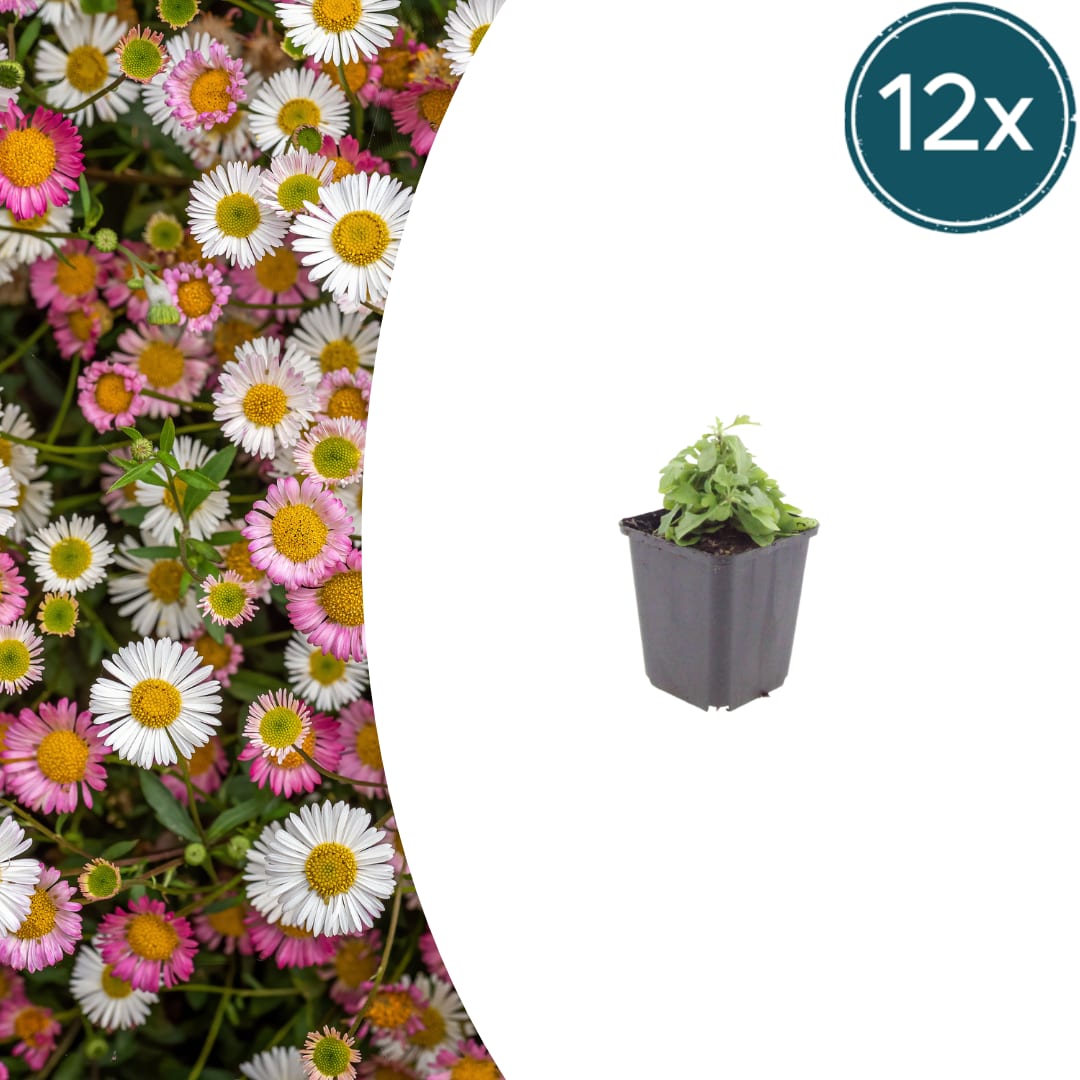 Gänseblümchen Erigeron karvinskianus – 10-25cm – Ø9cm – Langblühende Bodendecker Staude – Blühpflanze für Beet, Mauer & Balkon