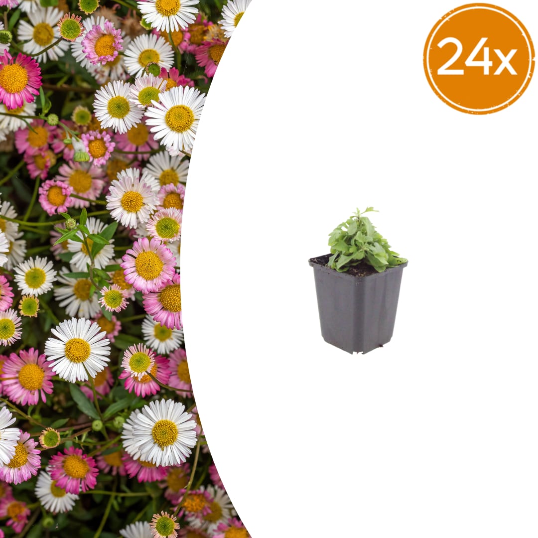 Gänseblümchen Erigeron karvinskianus – 10-25cm – Ø9cm – Langblühende Bodendecker Staude – Blühpflanze für Beet, Mauer & Balkon