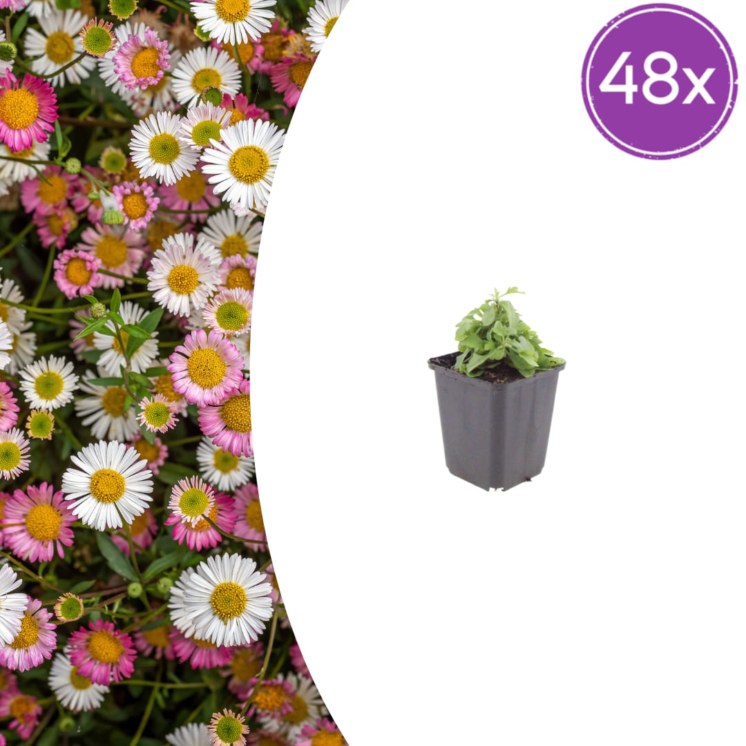 Gänseblümchen Erigeron karvinskianus – 10-25cm – Ø9cm – Langblühende Bodendecker Staude – Blühpflanze für Beet, Mauer & Balkon